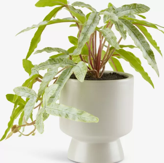 Flash Sale Kunstig plante Ø9xH20cm m/potte Kunstige Planter